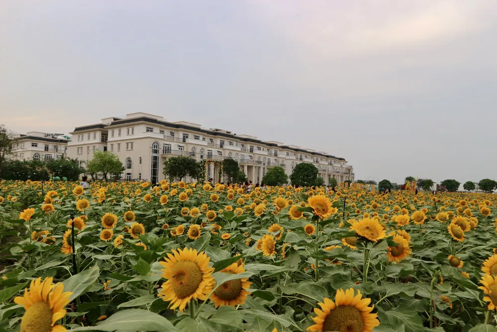 Vuon-hoa-huong-duong (2).JPG