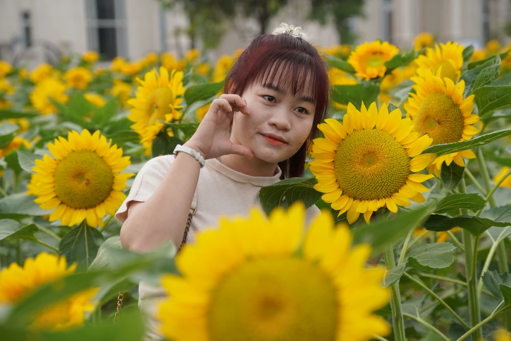 Vườn hoa hướng dương đẹp mê giữa lòng Sài Gòn, du khách náo nứt check-in