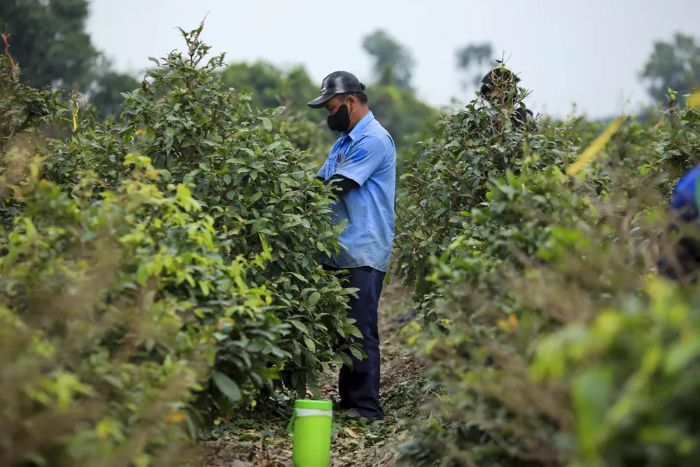 Rộn ràng mùa lặt lá mai ở làng mai lớn nhất TP.HCM