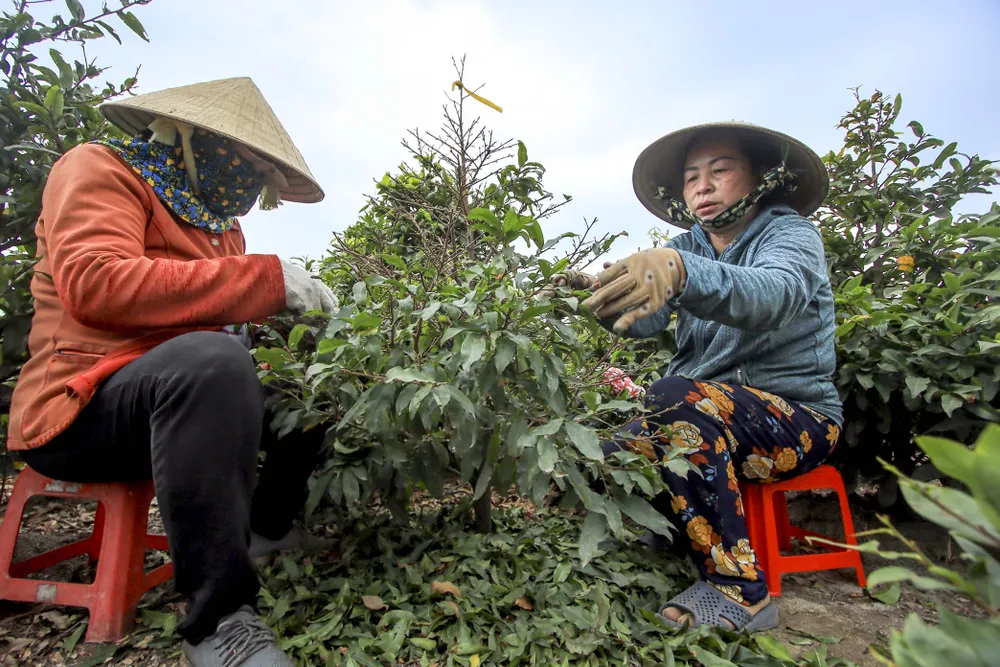 Rộn ràng mùa lặt lá mai ở làng mai lớn nhất TP.HCM