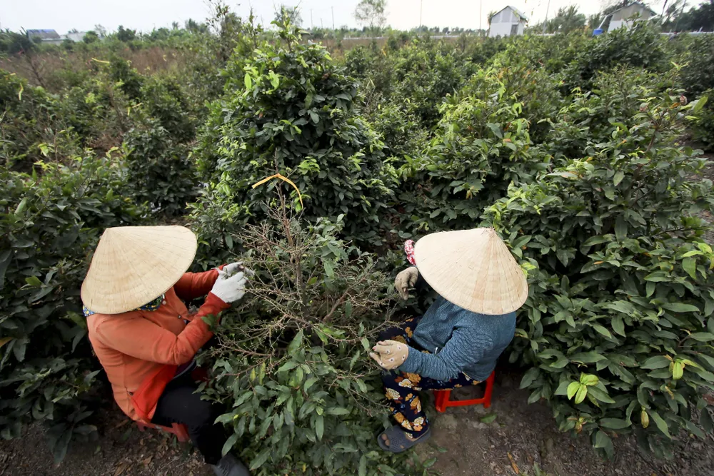 Rộn ràng mùa lặt lá mai ở làng mai lớn nhất TP.HCM