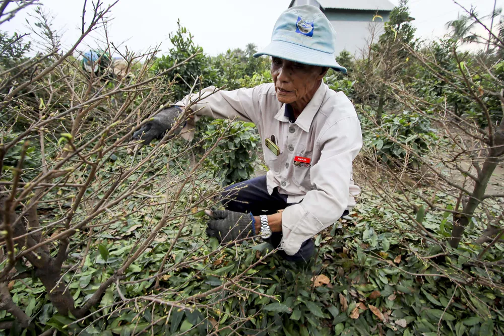 Rộn ràng mùa lặt lá mai ở làng mai lớn nhất TP.HCM