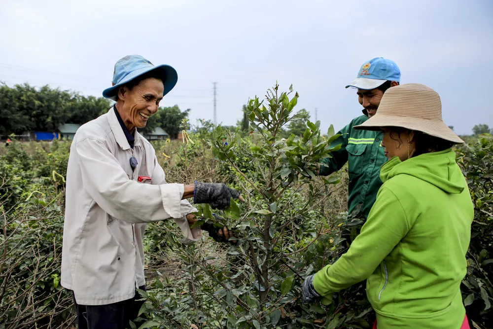 Rộn ràng mùa lặt lá mai ở làng mai lớn nhất TP.HCM