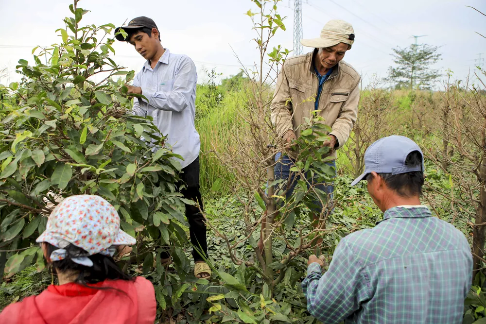 Rộn ràng mùa lặt lá mai ở làng mai lớn nhất TP.HCM