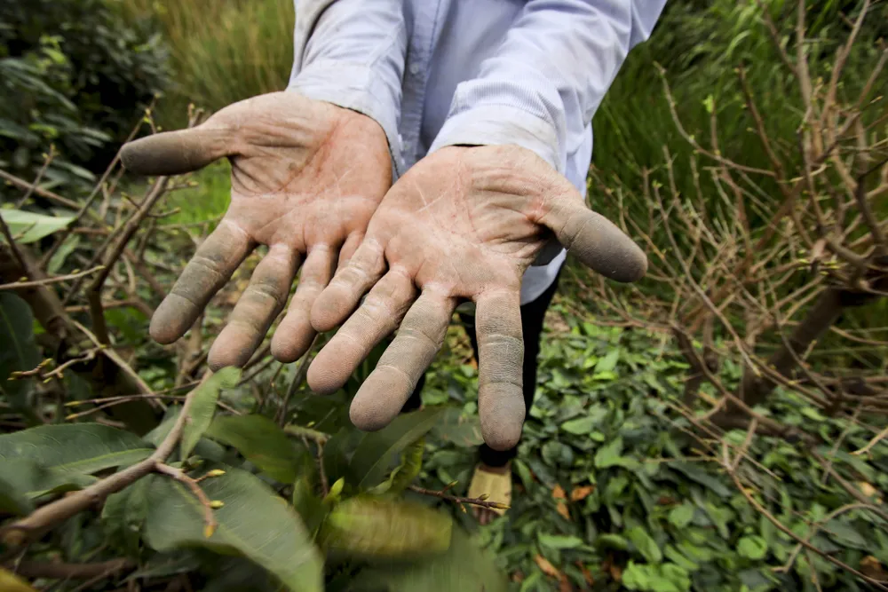 Rộn ràng mùa lặt lá mai ở làng mai lớn nhất TP.HCM