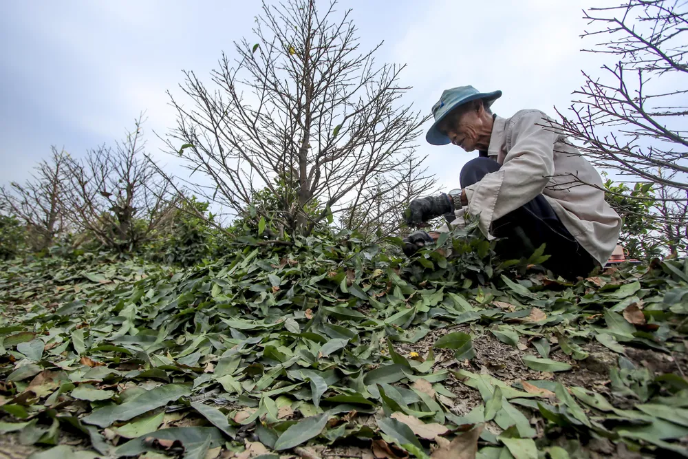Rộn ràng mùa lặt lá mai ở làng mai lớn nhất TP.HCM
