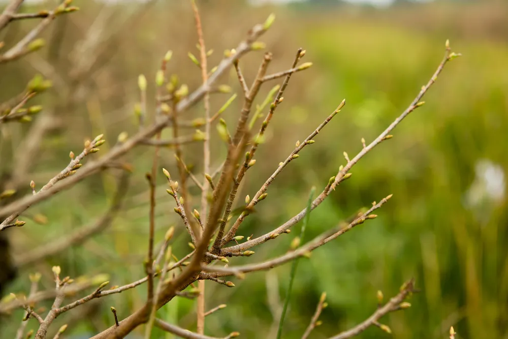 Rộn ràng mùa lặt lá mai ở làng mai lớn nhất TP.HCM