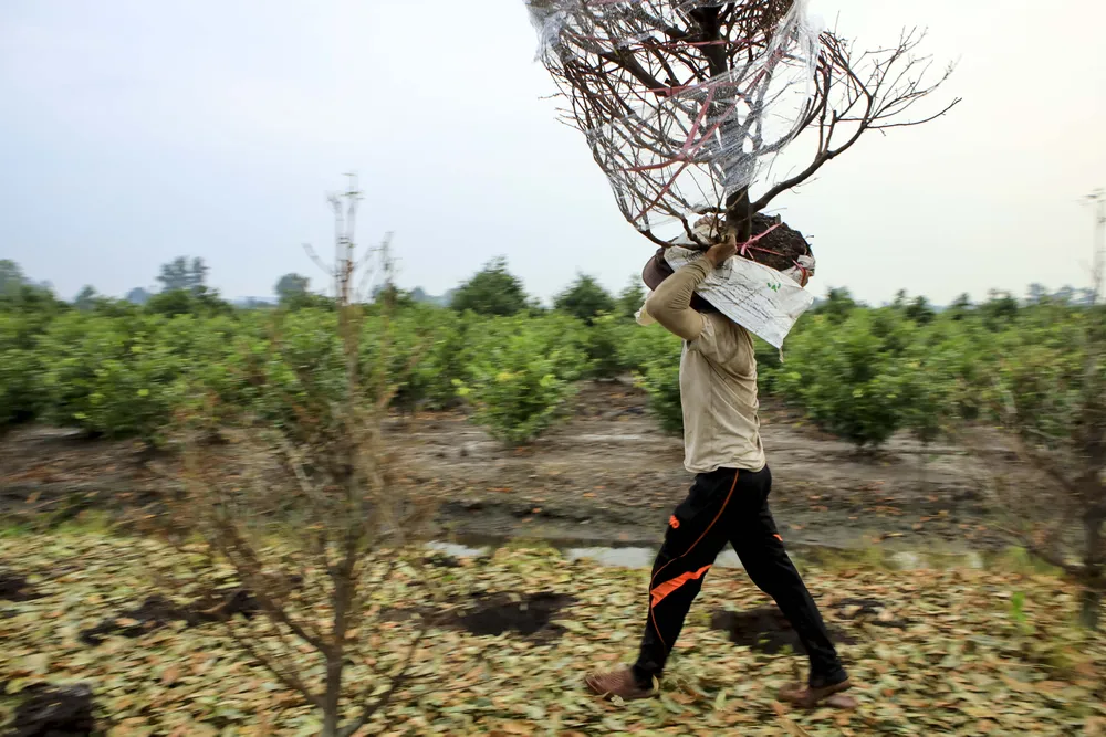 Rộn ràng mùa lặt lá mai ở làng mai lớn nhất TP.HCM