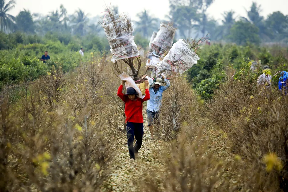 Rộn ràng mùa lặt lá mai ở làng mai lớn nhất TP.HCM