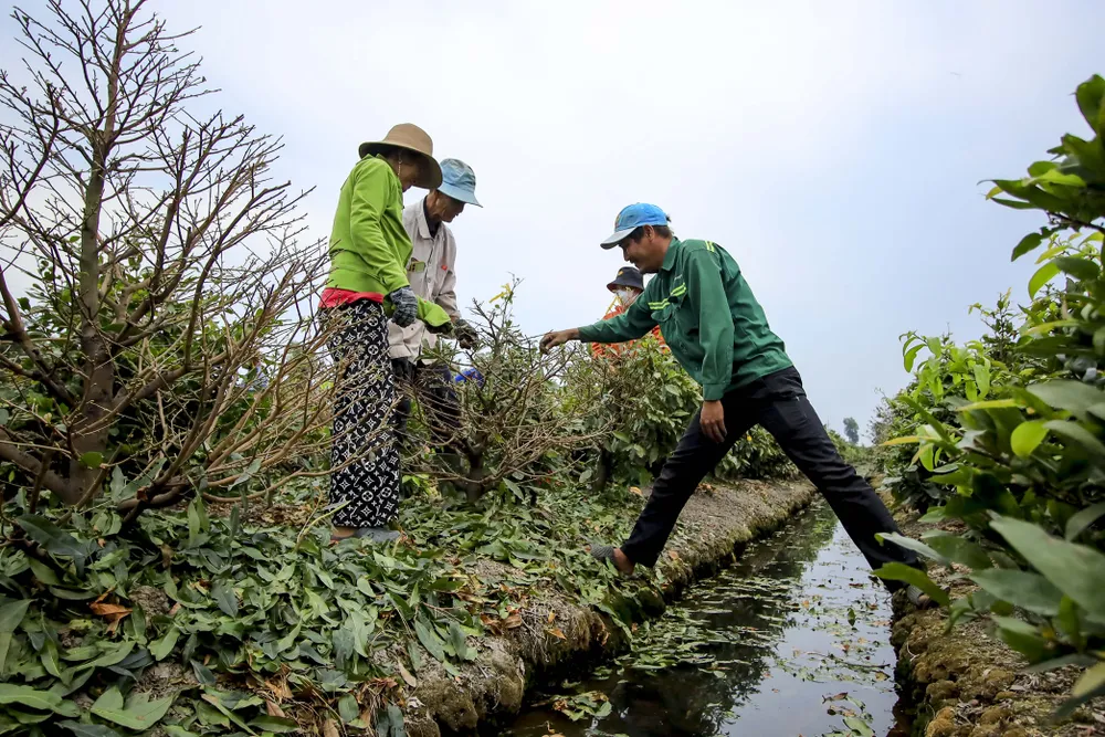 Rộn ràng mùa lặt lá mai ở làng mai lớn nhất TP.HCM