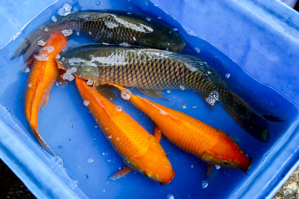 phong-sinh-ram-thang-gieng (23).jpg