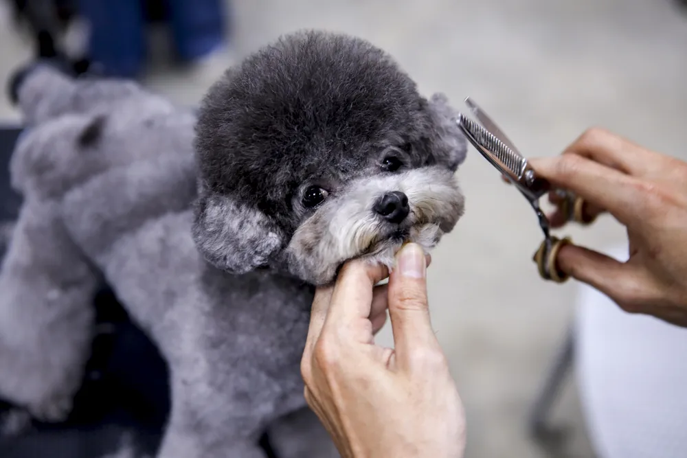 tao-mau-thu-cung (16).jpg