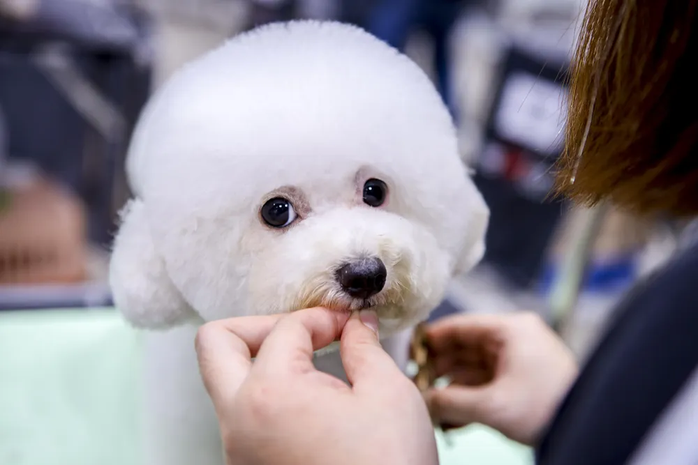 tao-mau-thu-cung (17).jpg