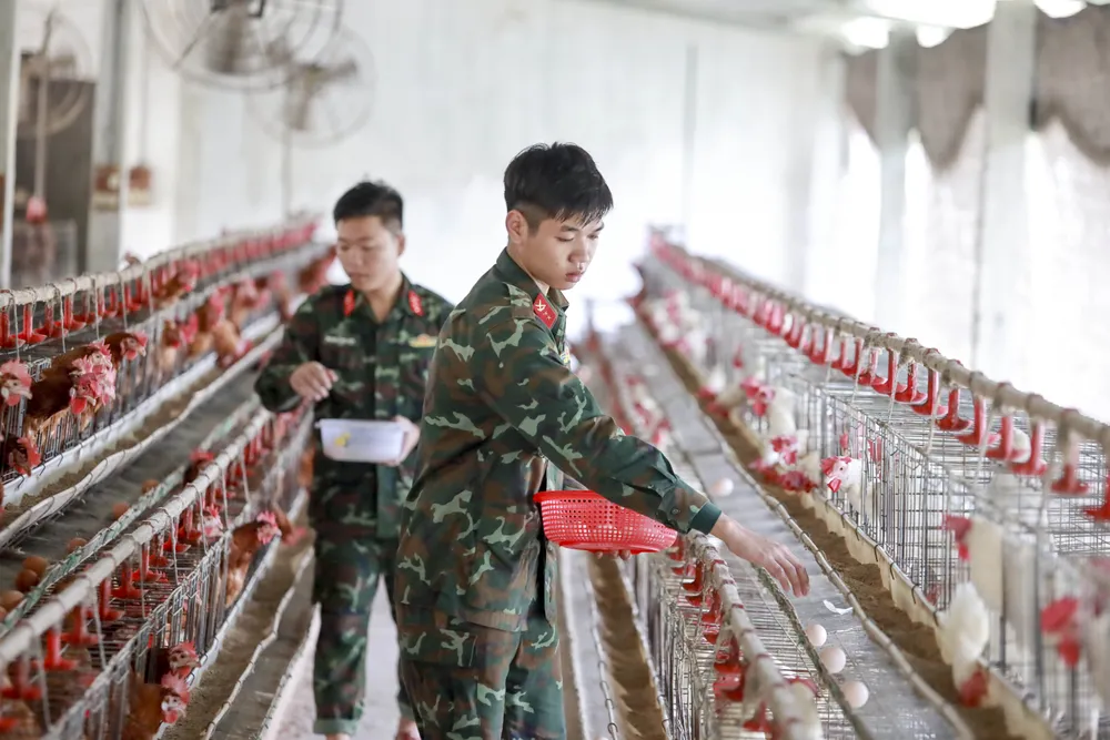 Mô hình gà đẻ trứng tại khu sản xuất tập trung của Trung đoàn 5. Nhung-ngay-trong-quan-ngu-su-doan-5 (25).jpg