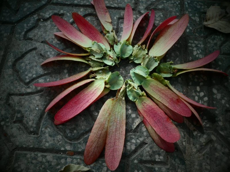 Sài Gòn lãng mạn mùa trái dầu bay ảnh 1