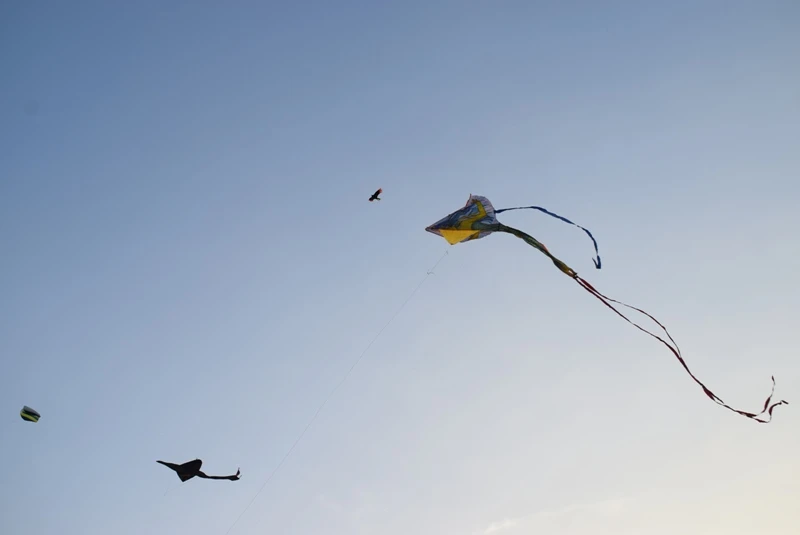 Mê mẩn cánh đồng diều Hóc Môn