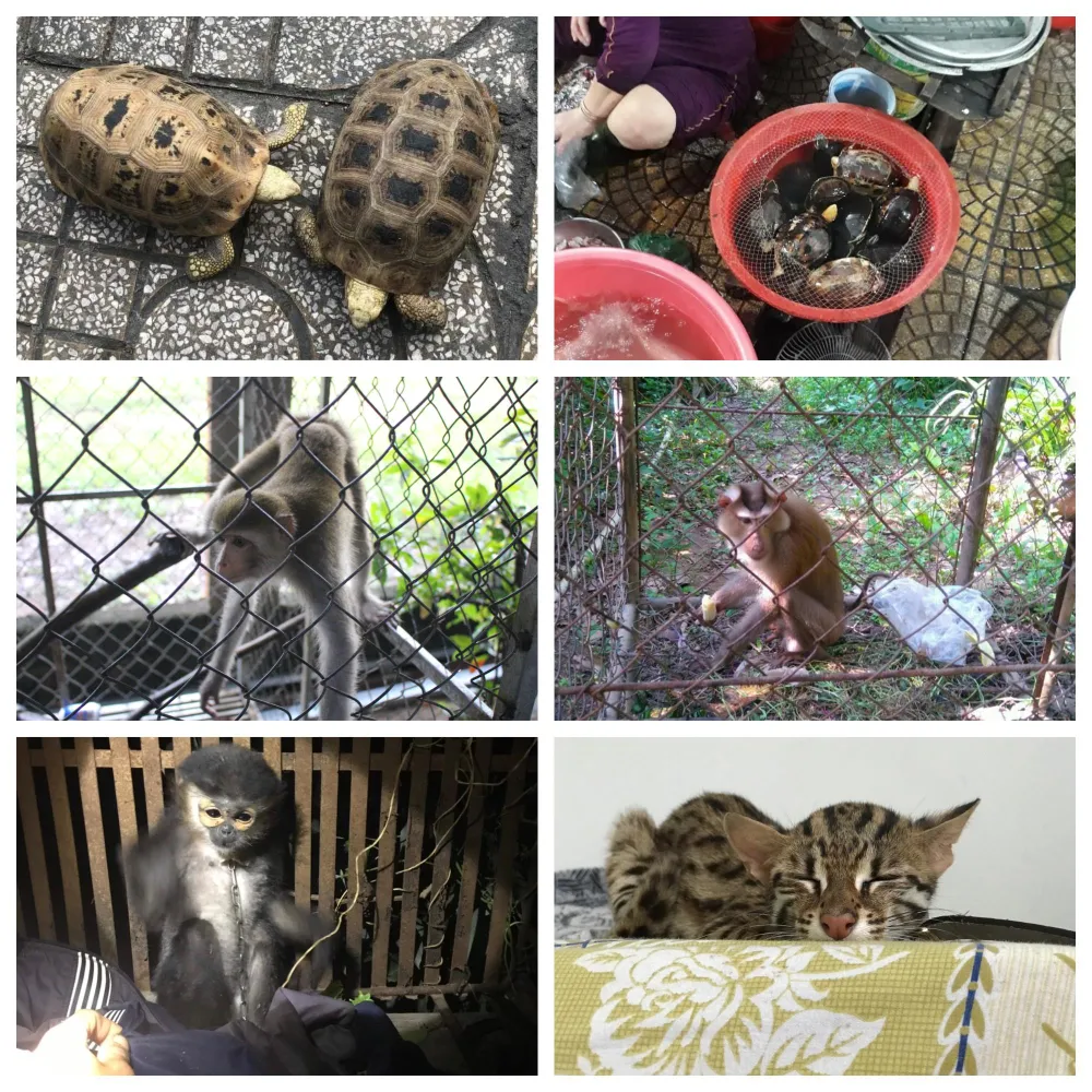 Hơn 140 cá thể động vật hoang dã được giải cứu từ đầu 2019 ảnh 2