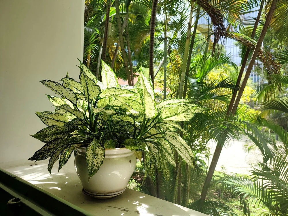 Trong Dinh thự Tổng Lãnh sự Pháp có rất nhiều chậu cây xanh nhỏ xinh