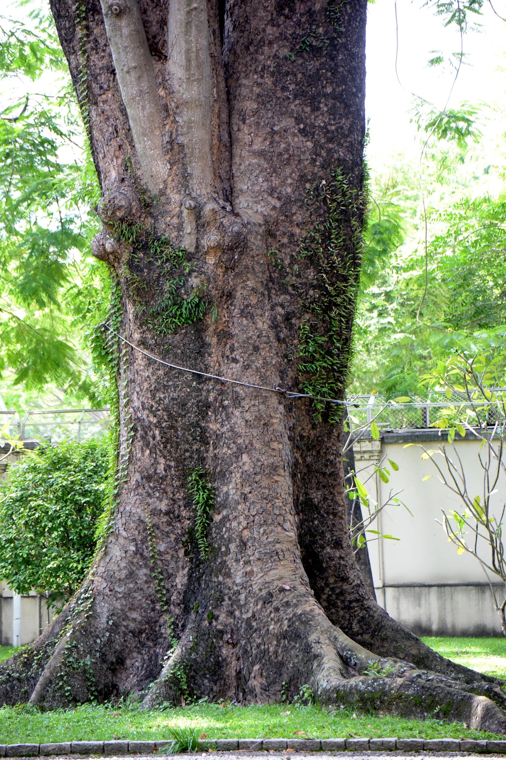 Cây cổ thụ trăm năm tuổi cành lá sum suê thu hút sự quan tâm của nhiều du khách lần đầu tới nơi đây