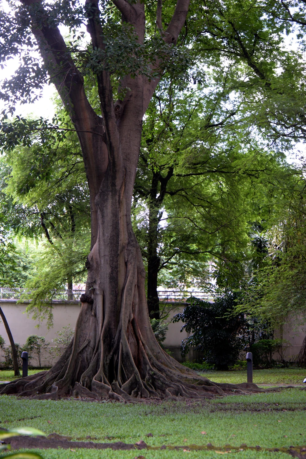 Những cây cổ thụ cao lớn trong Dinh thự Tổng Lãnh sự Pháp