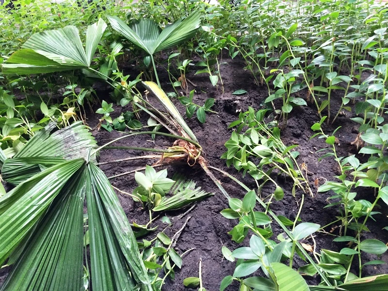 Một người nước ngoài rơi từ tầng hai sân bay Tân Sơn Nhất ảnh 2 Một người nước ngoài rơi từ tầng hai sân bay Tân Sơn Nhất ảnh 2