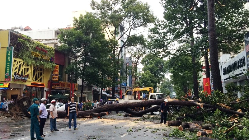 Cây cổ thụ hàng chục mét đổ sập đè người trọng thương ở TP.HCM ảnh 1 Cây cổ thụ hàng chục mét đổ sập đè người trọng thương ở TP.HCM ảnh 1
