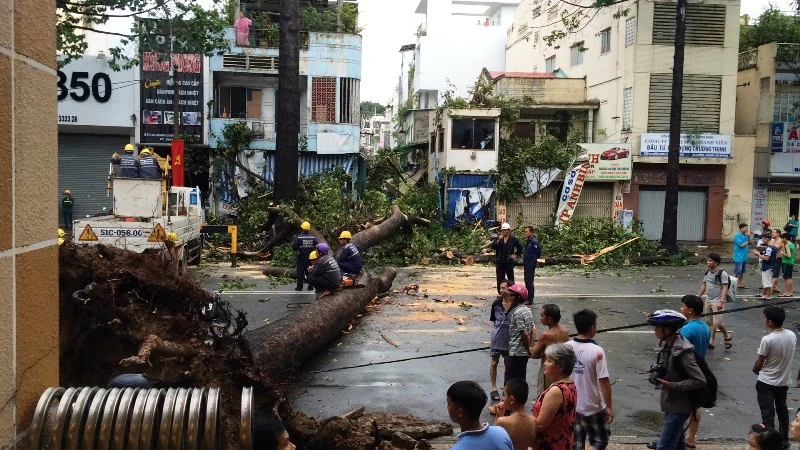 Cây cổ thụ hàng chục mét đổ sập đè người trọng thương ở TP.HCM ảnh 2 Cây cổ thụ hàng chục mét đổ sập đè người trọng thương ở TP.HCM ảnh 2