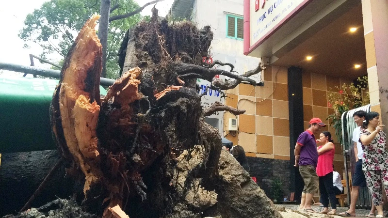 Cây cổ thụ hàng chục mét đổ sập đè người trọng thương ở TP.HCM ảnh 4 Cây cổ thụ hàng chục mét đổ sập đè người trọng thương ở TP.HCM ảnh 4