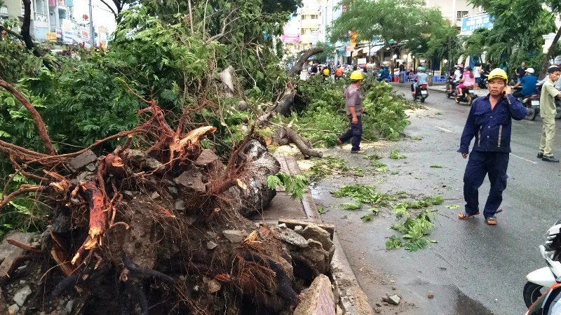 Cây cổ thụ hàng chục mét đổ sập đè người trọng thương ở TP.HCM ảnh 5 Cây cổ thụ hàng chục mét đổ sập đè người trọng thương ở TP.HCM ảnh 5