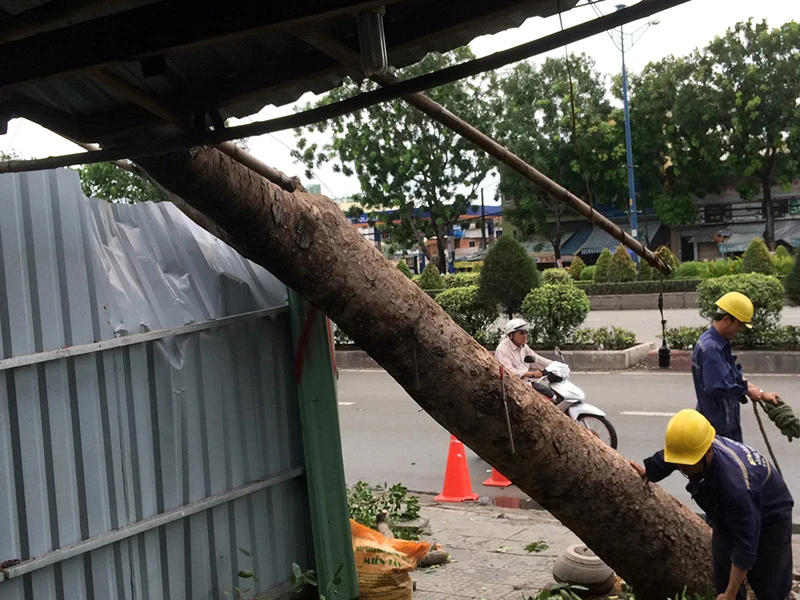 Chủ tiệm chim cảnh nhanh tay cứu người đàn ông khỏi bị cây đè ảnh 2