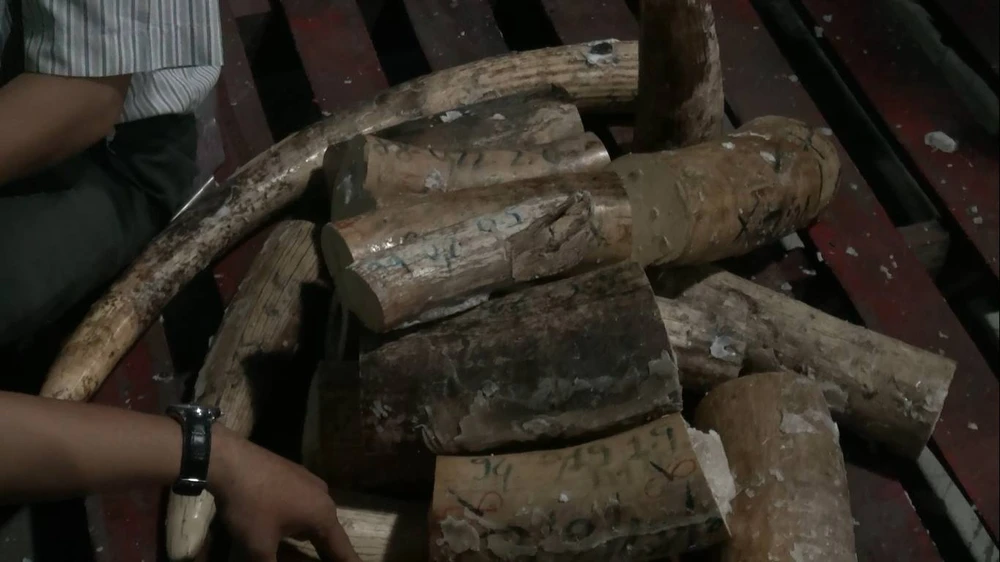 Lô ngà voi tiền tỉ từ Châu Phi nhập cảng Sài Gòn