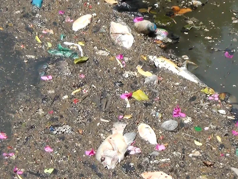 Cá chết la liệt trên kênh Nhiêu Lộc - Thị Nghè ảnh 2