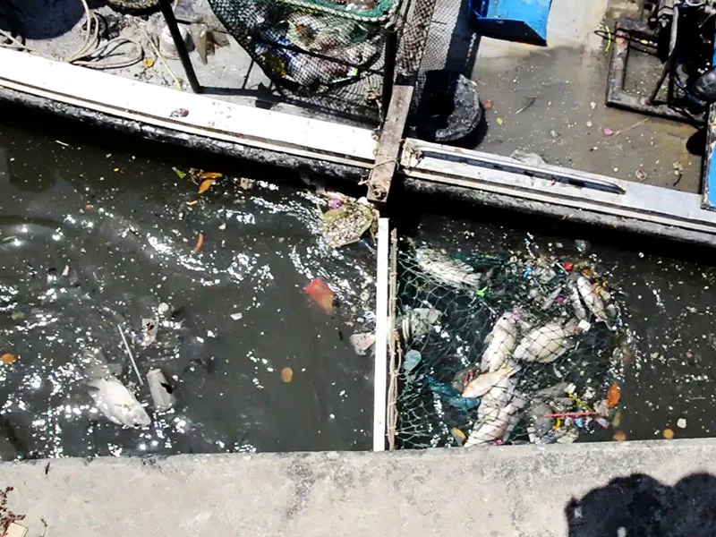 Cá chết la liệt trên kênh Nhiêu Lộc - Thị Nghè ảnh 3