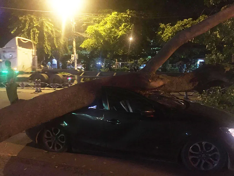 Cây xà cừ bật gốc đè trúng ô tô đang chạy trên đường Cách Mạng Tháng 8. 