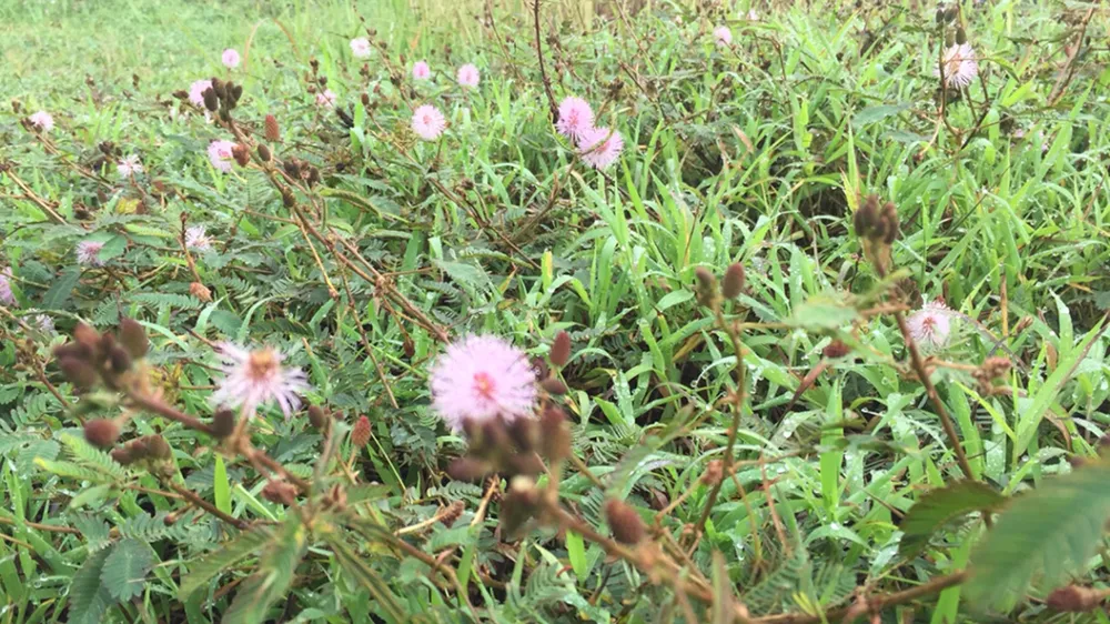 TP.HCM có sương mù như Đà Lạt ảnh 3 TP.HCM có sương mù như Đà Lạt ảnh 3