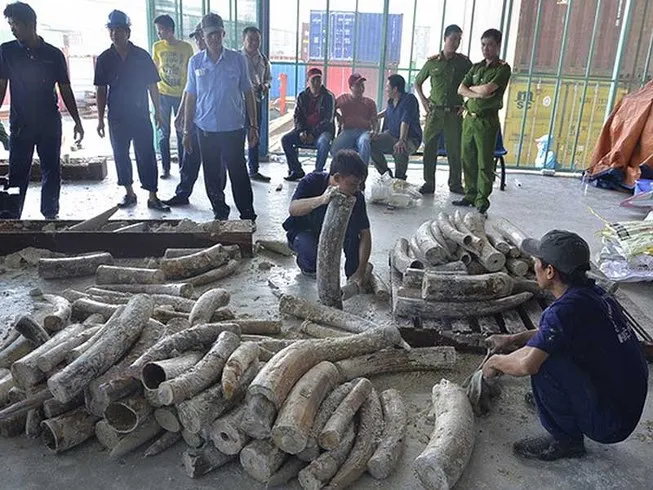 Tạm đình chỉ 4 vụ buôn lậu ngà voi vì hết hạn điều tra ảnh 1