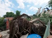 Quận 6: Cây gòn hơn 50 tuổi đổ sập, hai gia đình thoát chết