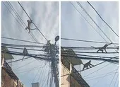 Khỉ đực hơn 10 ký trong đàn khỉ đại náo bị thổi tiêu thuốc mê ảnh 3 Video: Đàn khỉ đại náo phố phường ở quận 12