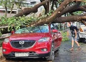 Cây xanh tét nhánh rơi trúng ô tô trong mưa lớn ở quận 1 ảnh 2 TP.HCM: Mưa to gió lớn, cây đổ đè trúng ô tô, người