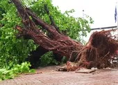 Mưa lớn, đường ngập, cây ngã khắp nơi ở TP.HCM ảnh 9 Mưa to, hàng loạt cổ thụ tét nhánh, bật gốc ở TP.HCM