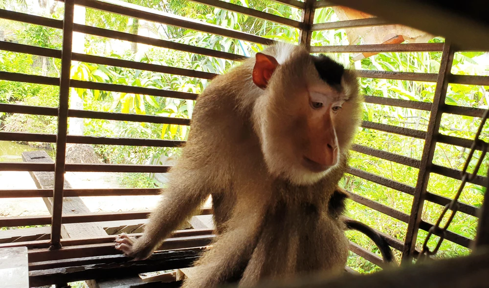 Con khỉ đuôi lợn giống đực được ông Cảnh nuôi đã nhiều năm nay. Ảnh: NT