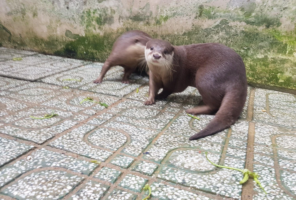 Người dân đã tự nguyện bàn giao hai con rái cá quý hiếm cho Chi Cục Kiểm Lâm TP.HCM. Ảnh: HT