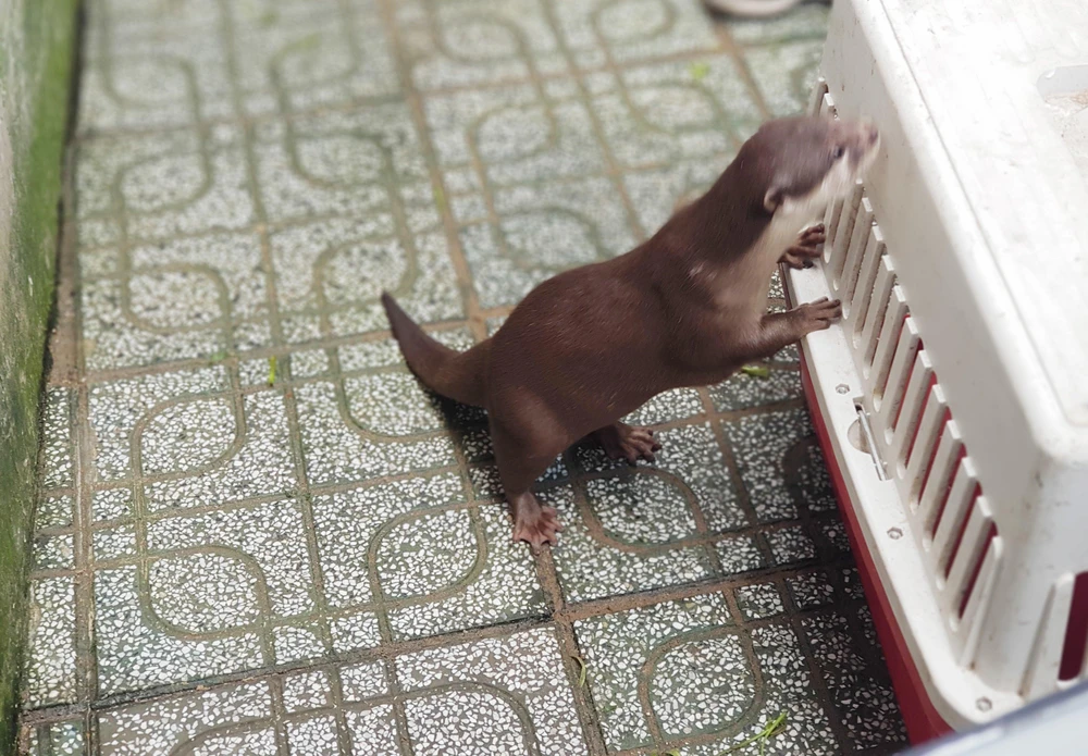 Hiện hai con rái cá được đưa về Trạm cứu hộ động vật hoang dã Củ Chi cứu hộ, chăm sóc sức khỏe trước khi thả về môi trường tự nhiên. Ảnh: HT