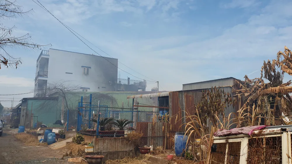 Cây cối xung quanh bị chết. Ảnh: NT