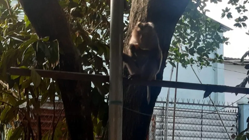 Con khỉ đuôi dài nặng chừng 7kg đã được kiểm lâm bắn thuốc mê đưa về trung tâm cứu hộ động vật hoang dã ở Củ Chi. Ảnh: VĐ