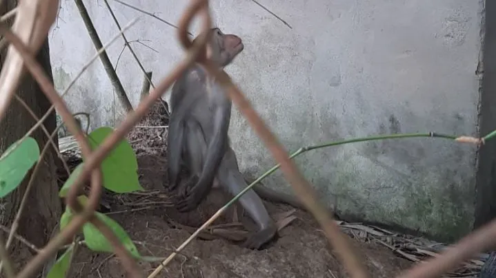 Riêng con khỉ đực nặng chừng 4kg vẫn chưa bắt được. Ảnh: VĐ