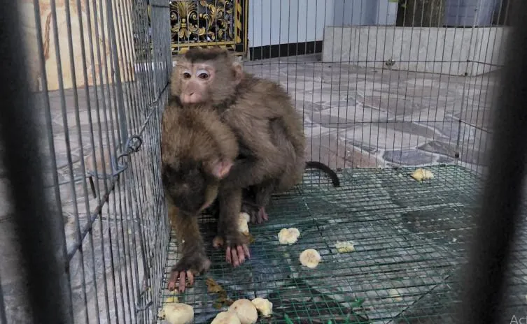 Hai con khỉ đã được gia đình bà Chính bắt được. Ảnh: HT