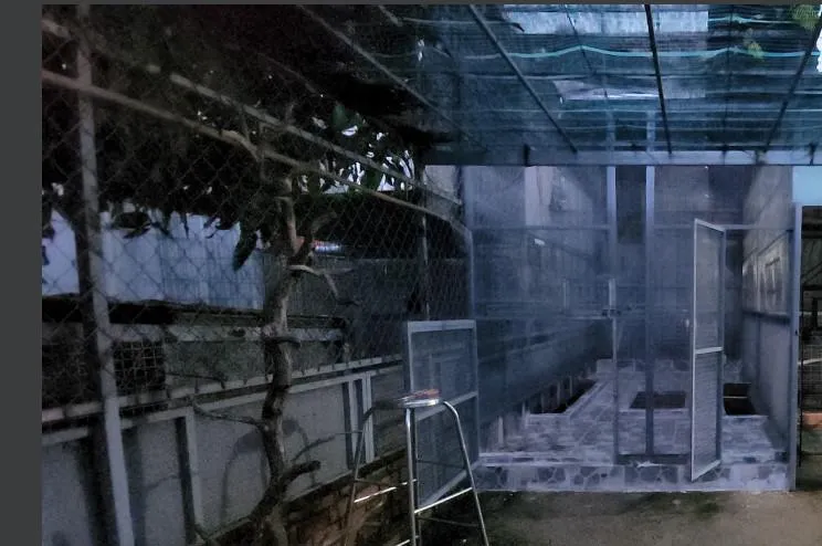 Gia đình bà Chính đã dụ khỉ vào lồng rộng khoảng 8m2 dự định nuôi chim. Ảnh: HT