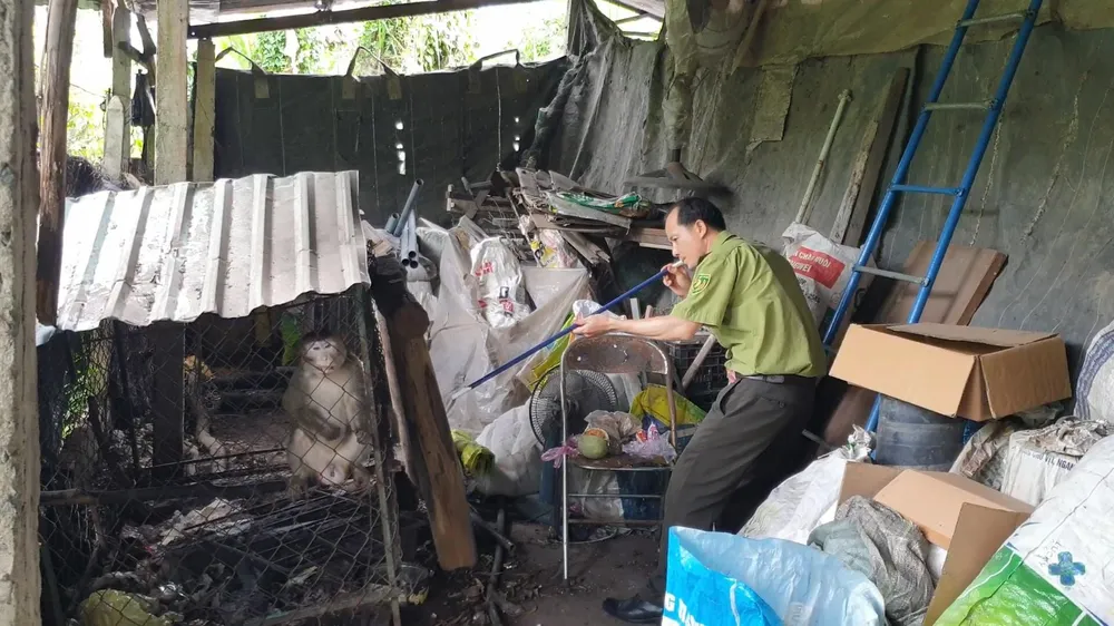 Nhân viên kiểm lâm đã thổi thuốc mê, đưa con khỉ về trung tâm cứu hộ chăm sóc trước khi thả về tự nhiên. Ảnh: NT