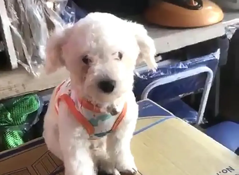 Con chó Poodle mới mua được bốn tháng, giá năm triệu đồng. Ảnh: GĐCC